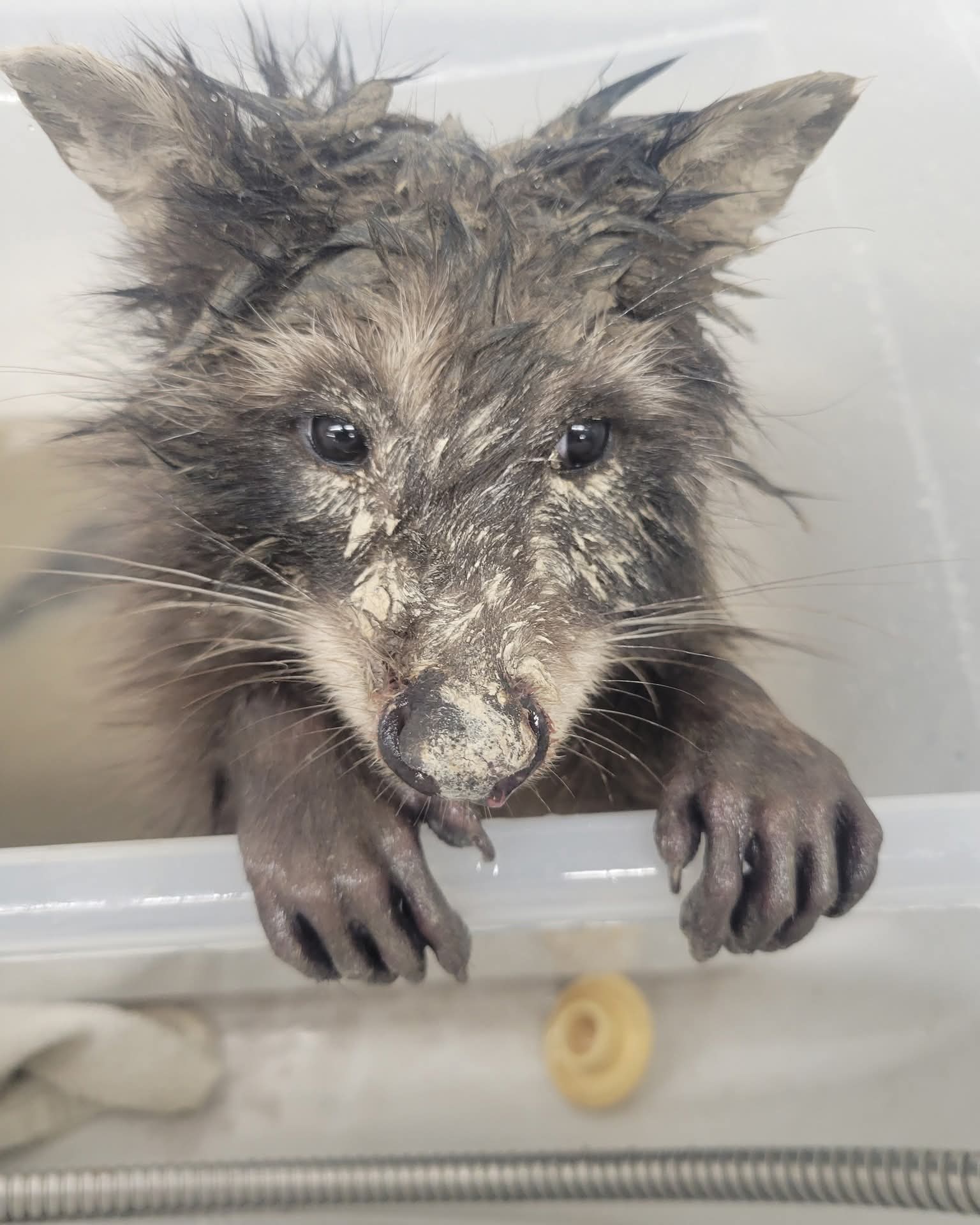 This poor raccoon was found trapped inside of a compost bin which was filled with clumping cat litter