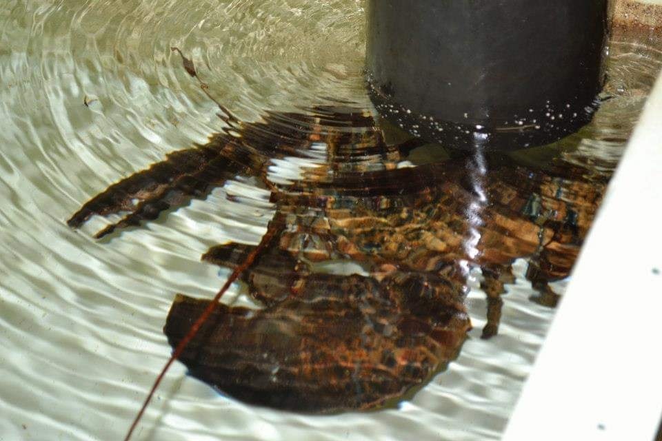 New Compliance Unit to Combat Illegal Seafood Sector Activities