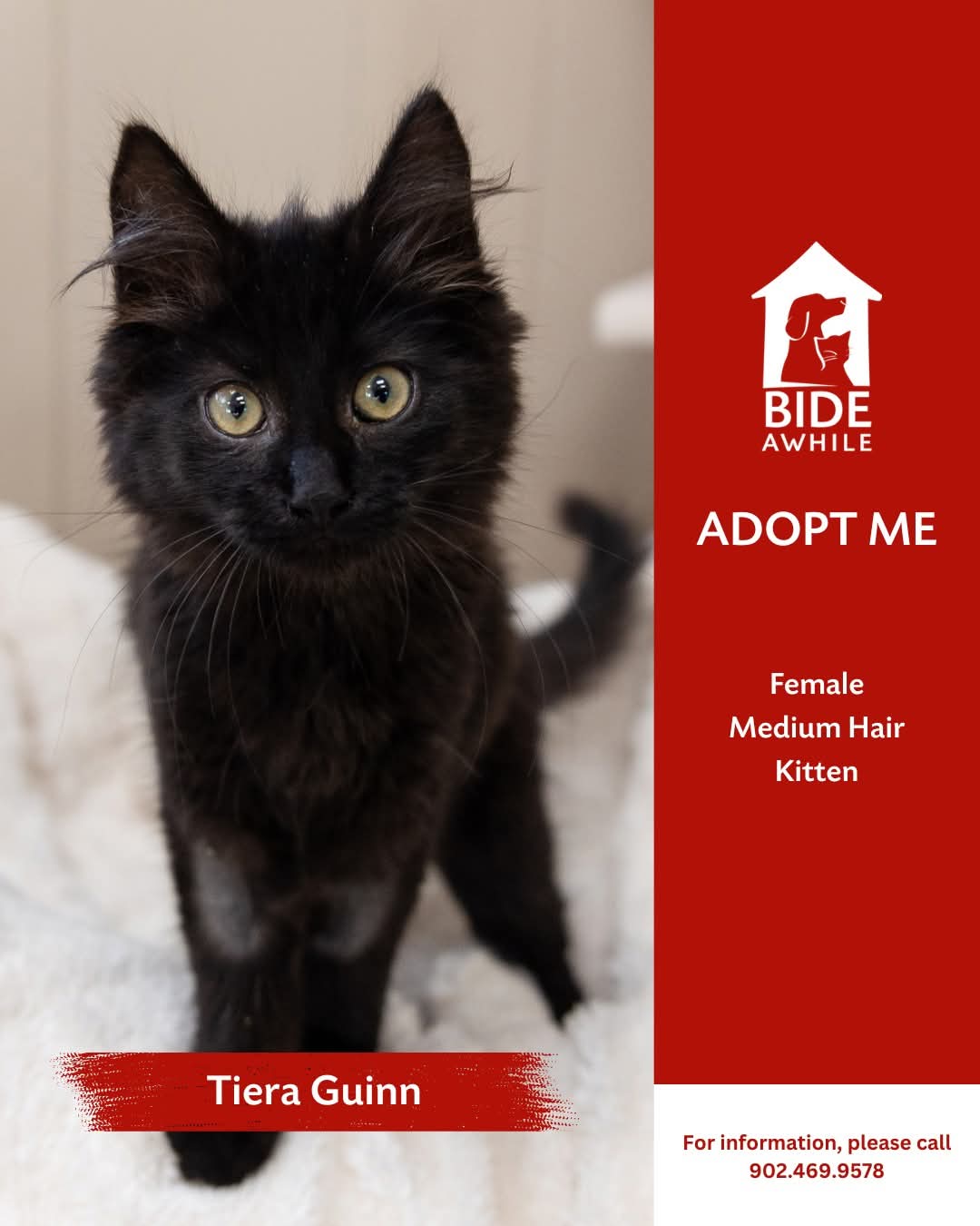 Bide Awhile - We've got a whole herd of adorable new faces ready to make their big adoption debut! (10)