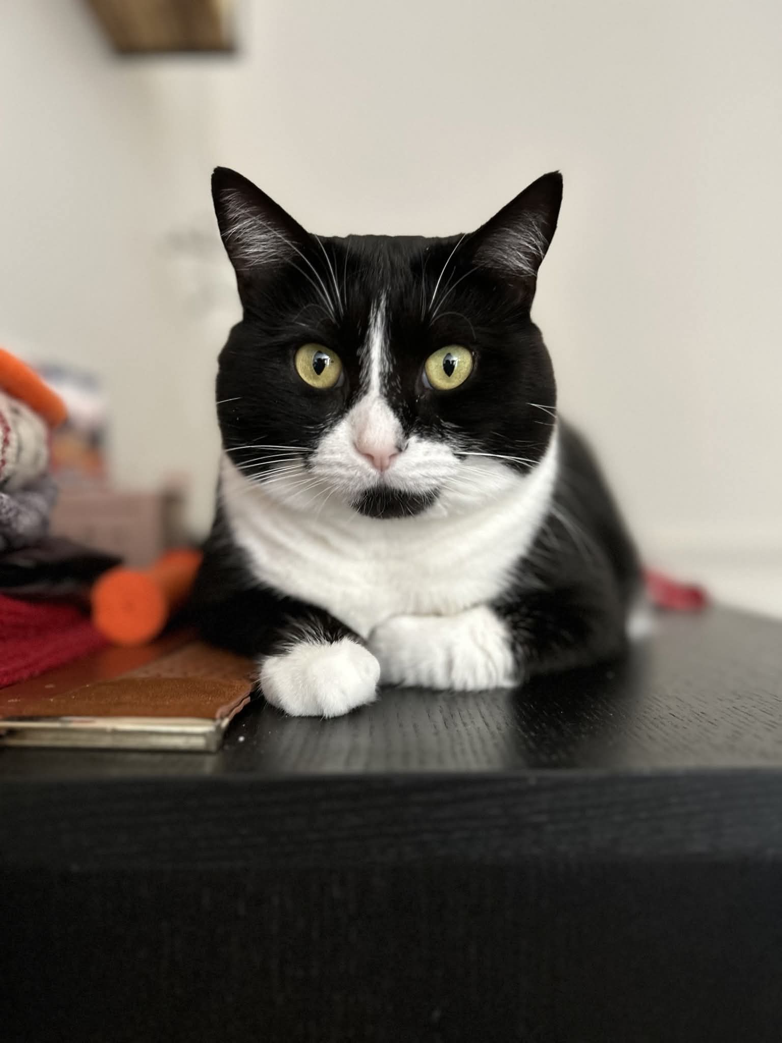 NS SPCA Adoptable - Nova