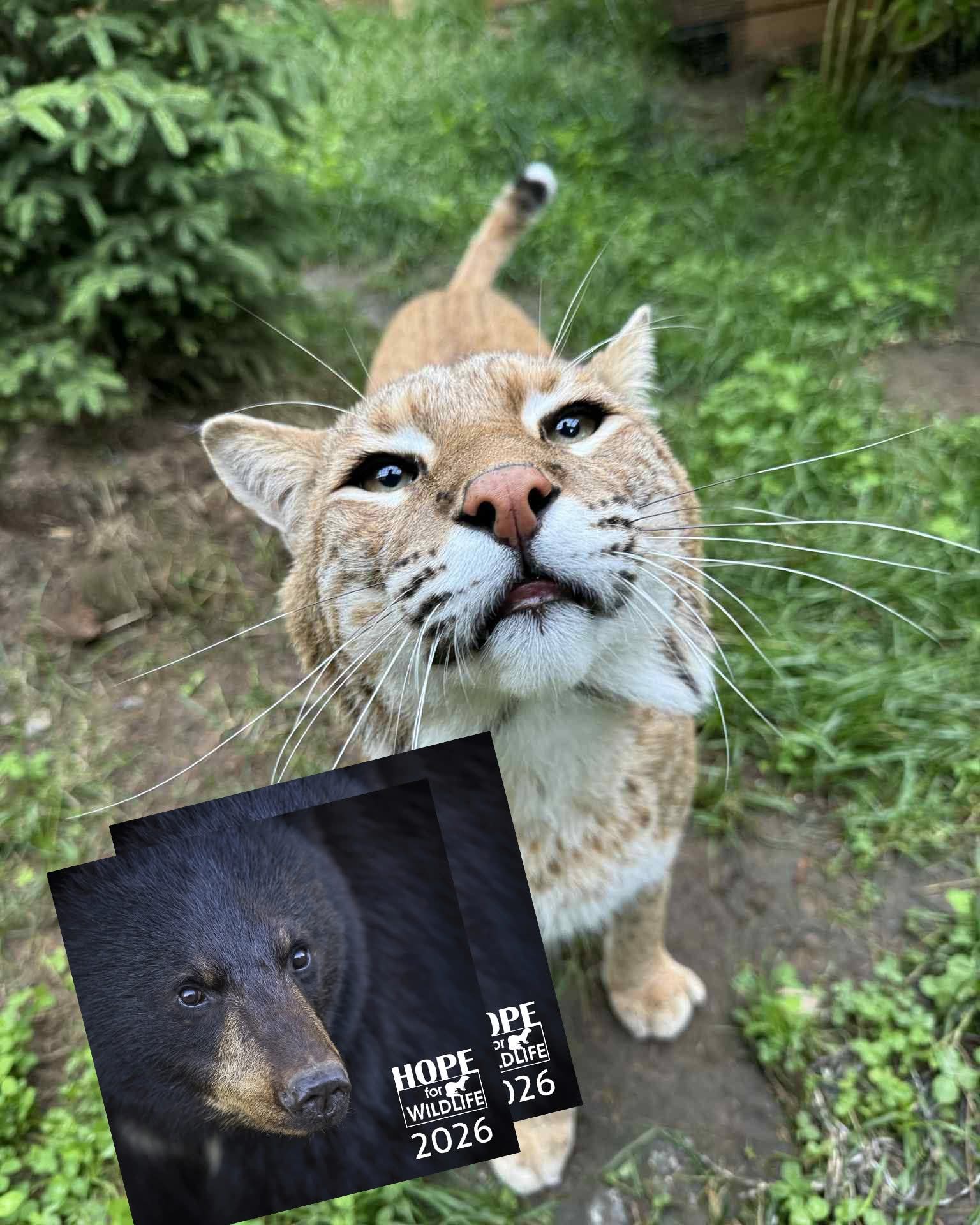 Hope for Wildlife Calendars are 2 for $30!