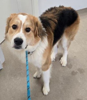 Found pets currently in the care of Halifax Animal Services