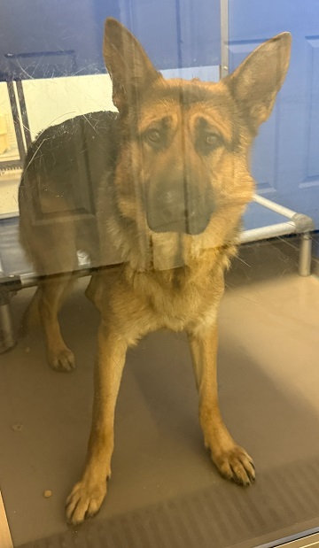Found pets currently in the care of Halifax Animal Services (5) 