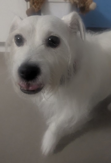 Found pets currently in the care of Halifax Animal Services