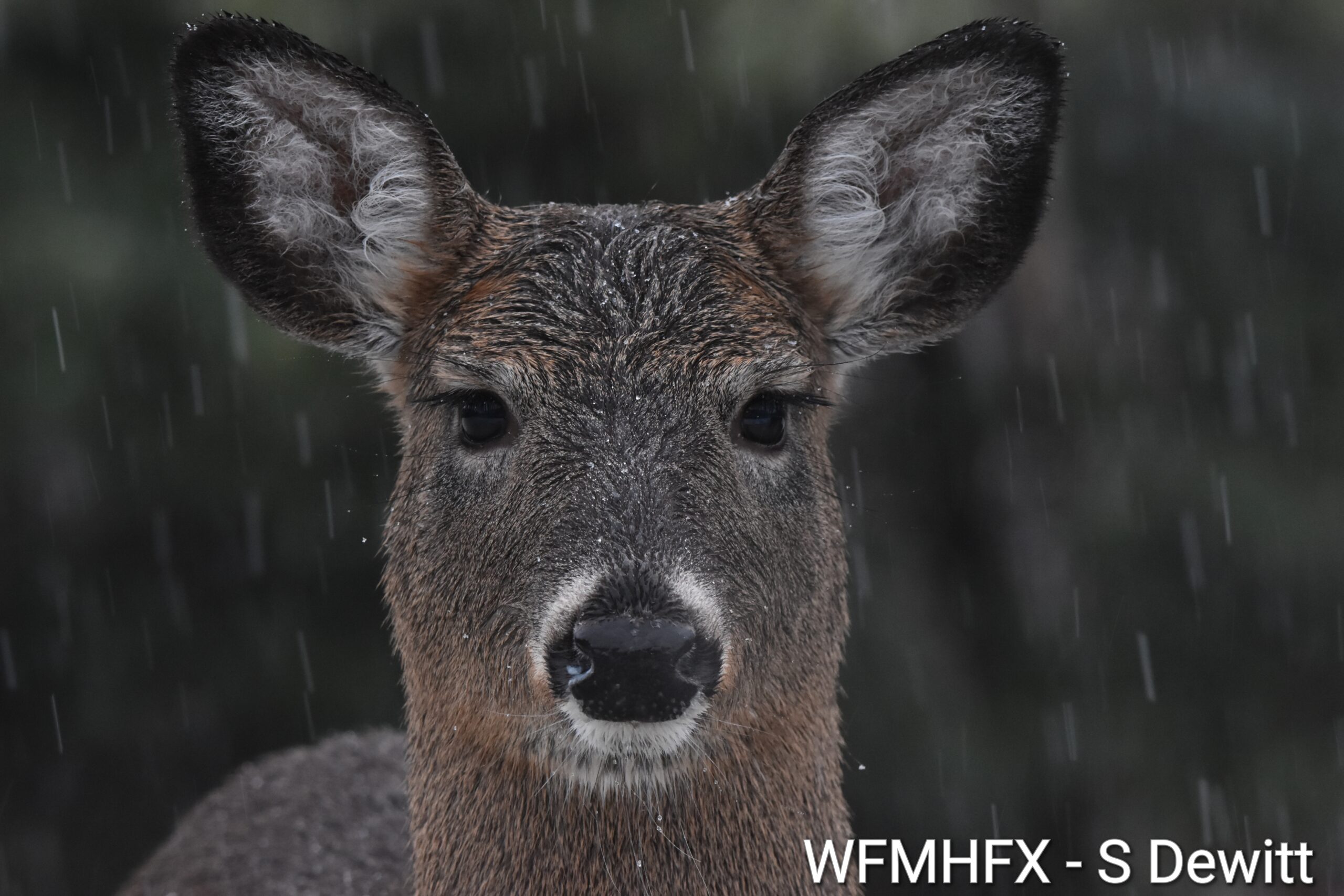 Todays weather for the Halifax area
