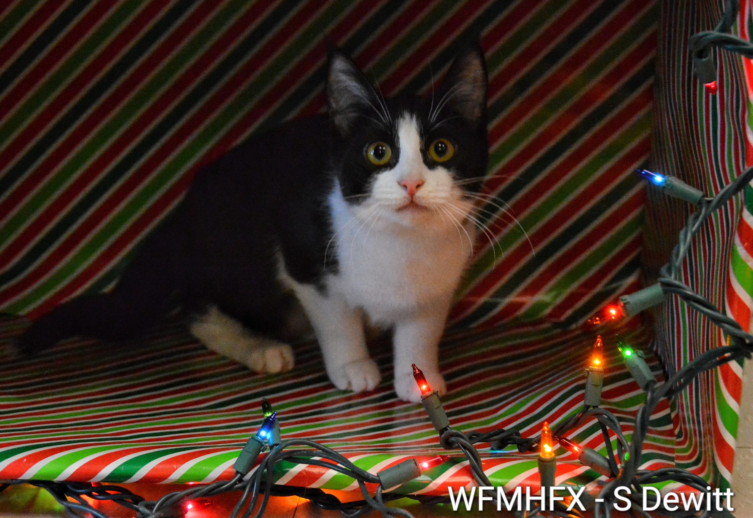 In photos – Jingle bells, Batman smells!  Looking for a forever home at the Dartmouth S P C A!