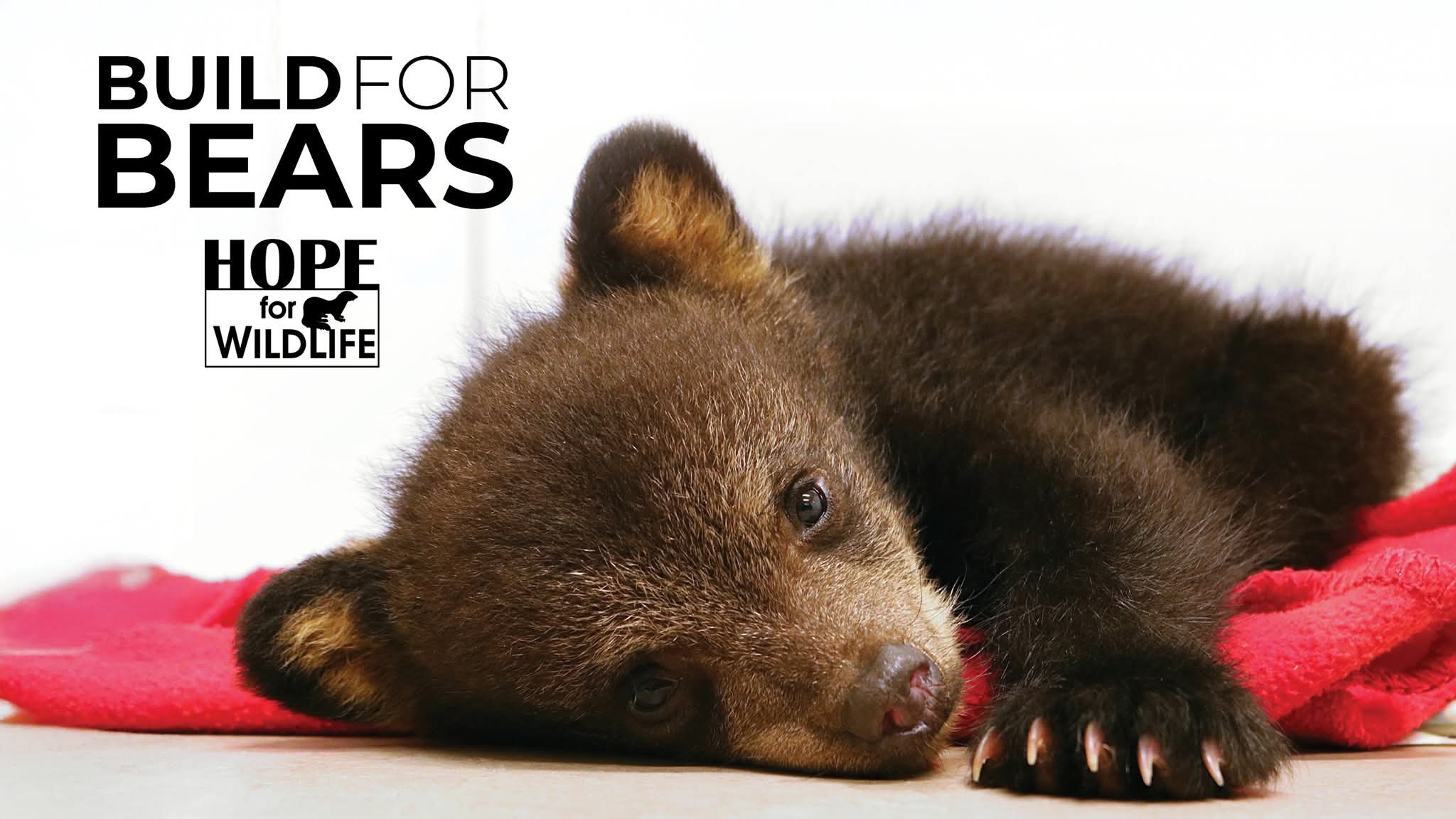 Hope for Wildlife is launching a new campaign called Build for Bears today on Giving Tuesday