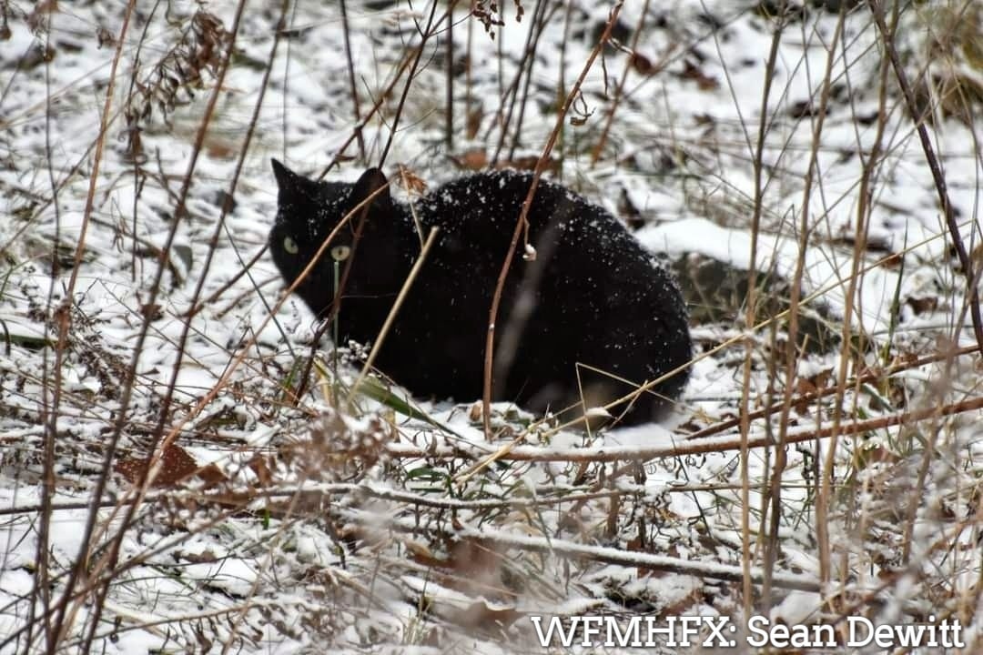 Keep pets safe from the cold