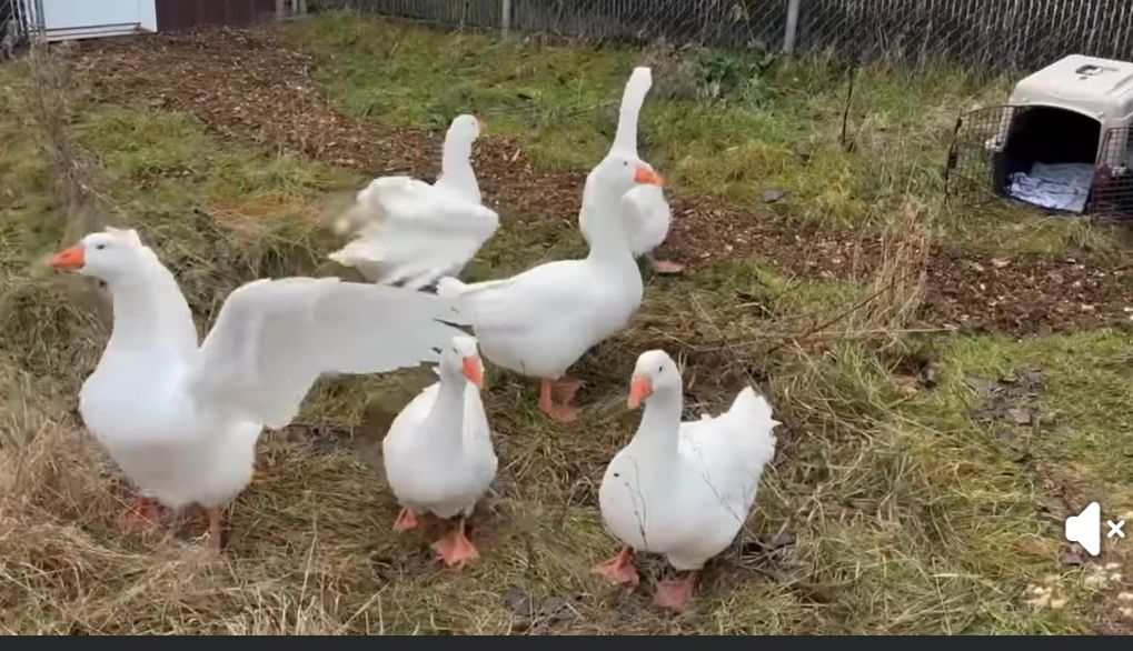 Officially on vacation!  Sullivan's Pond geese head to Hope for Wildlife for the Winter