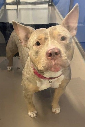 Found pets currently in the care of Halifax Animal Services