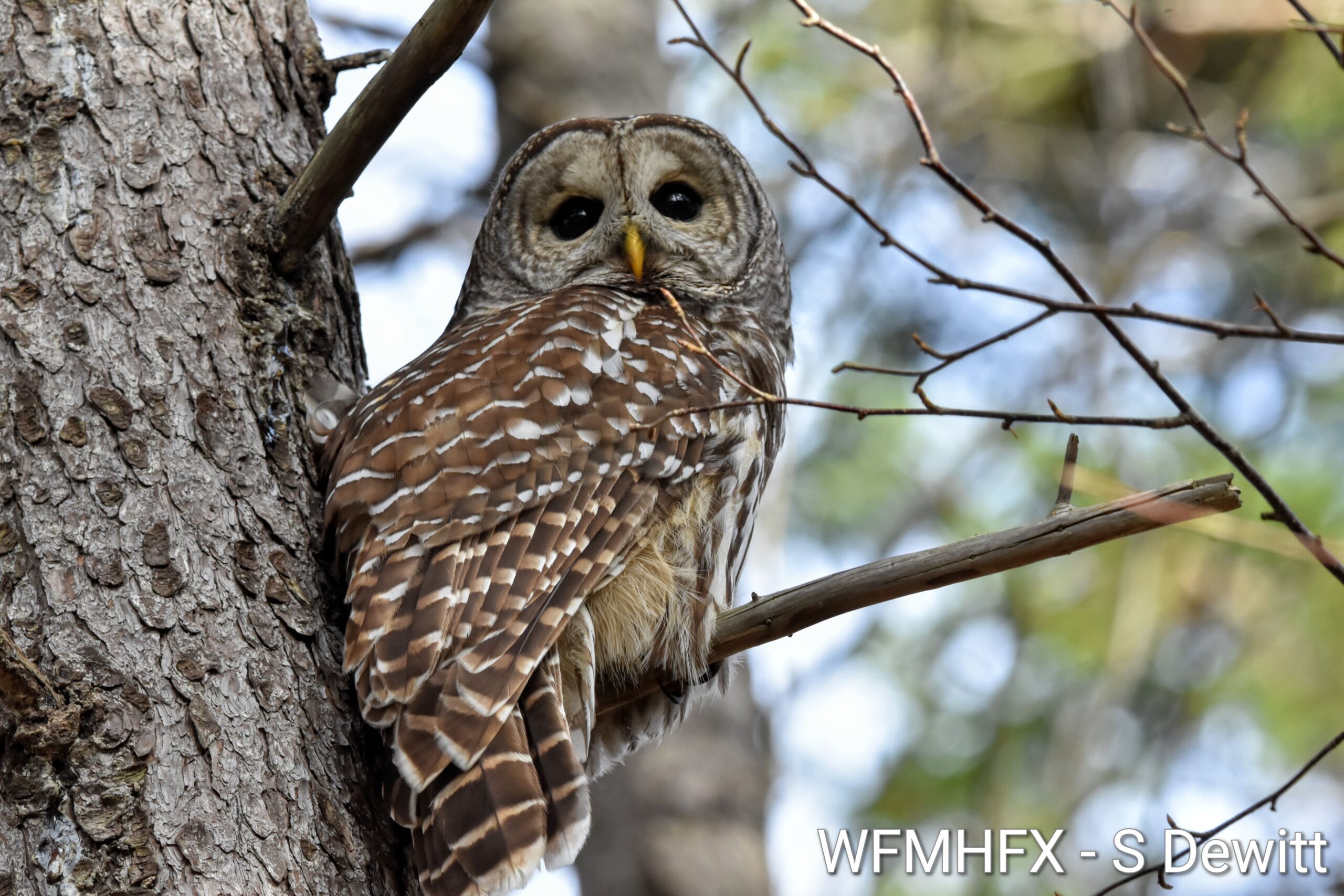 DYK?  Today is National Bird Day! 
