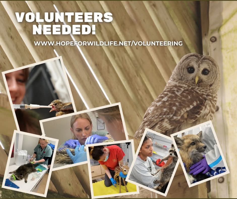 Hope for Wildlife is looking for volunteers!