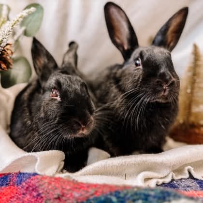 NS SPCA Adoptable - Crow and Raven
