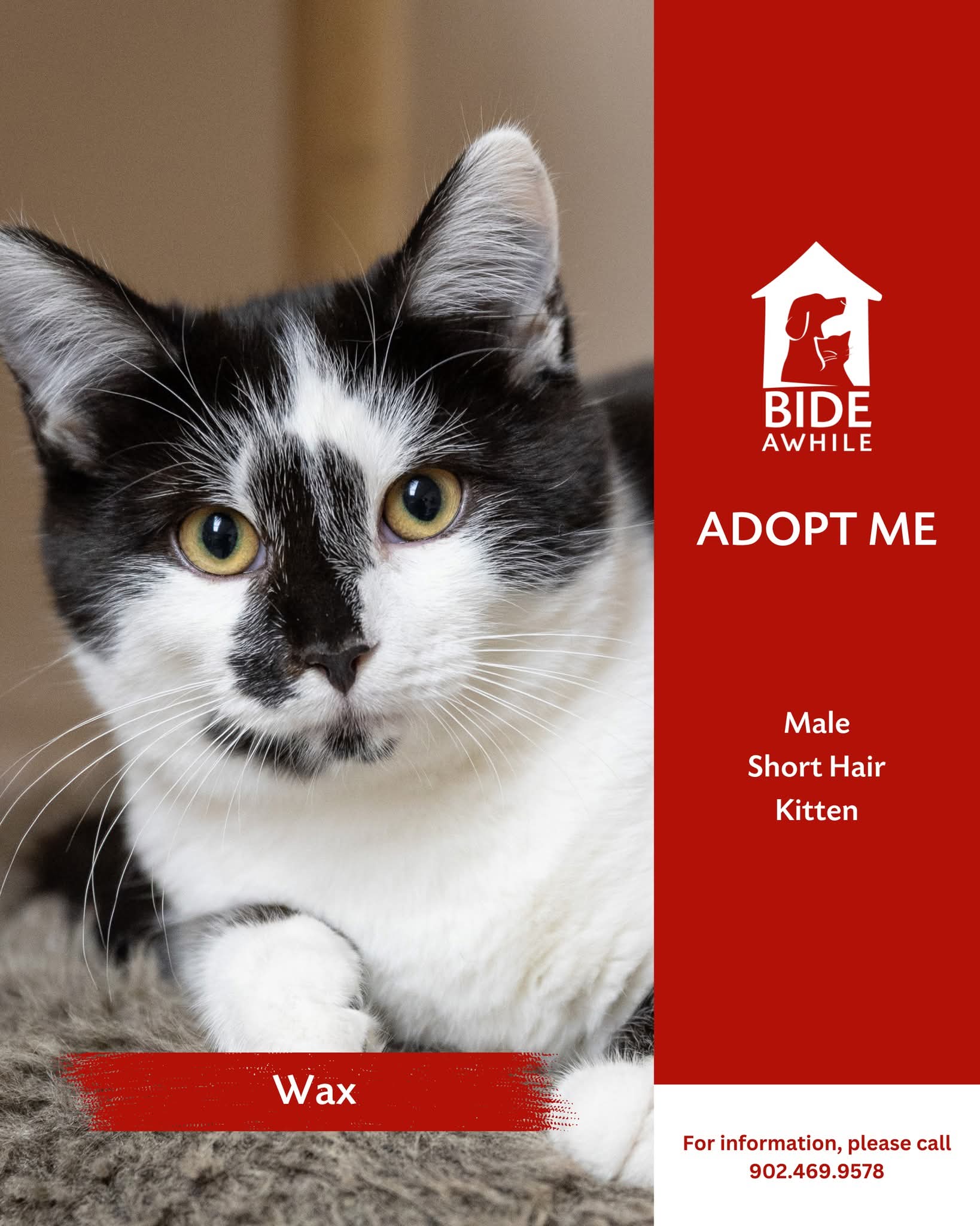 Bide Awhile Adoptables