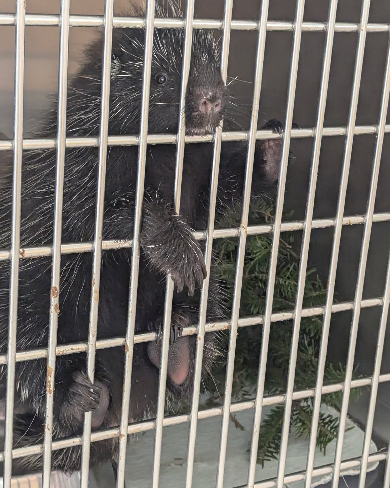 Sponsor the care of a prickly neighbour here at Hope for Wildlife for one year in your name, or the name of someone special.