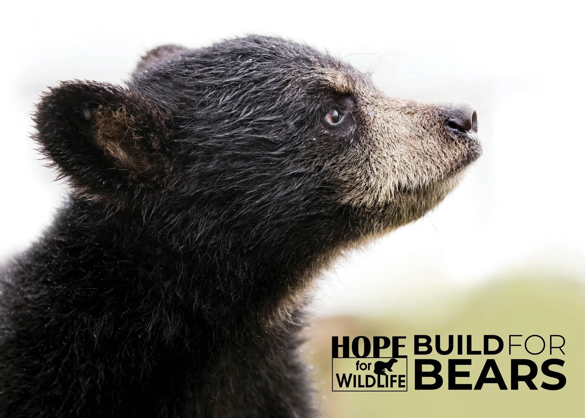 Hope for Wildlife - We're Building for Bears!