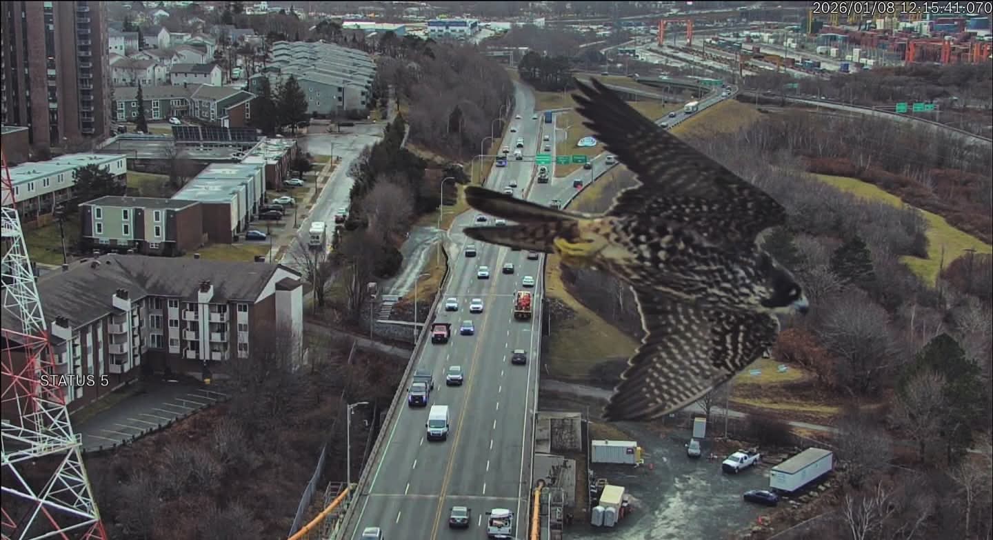 Talk about a fly-by!