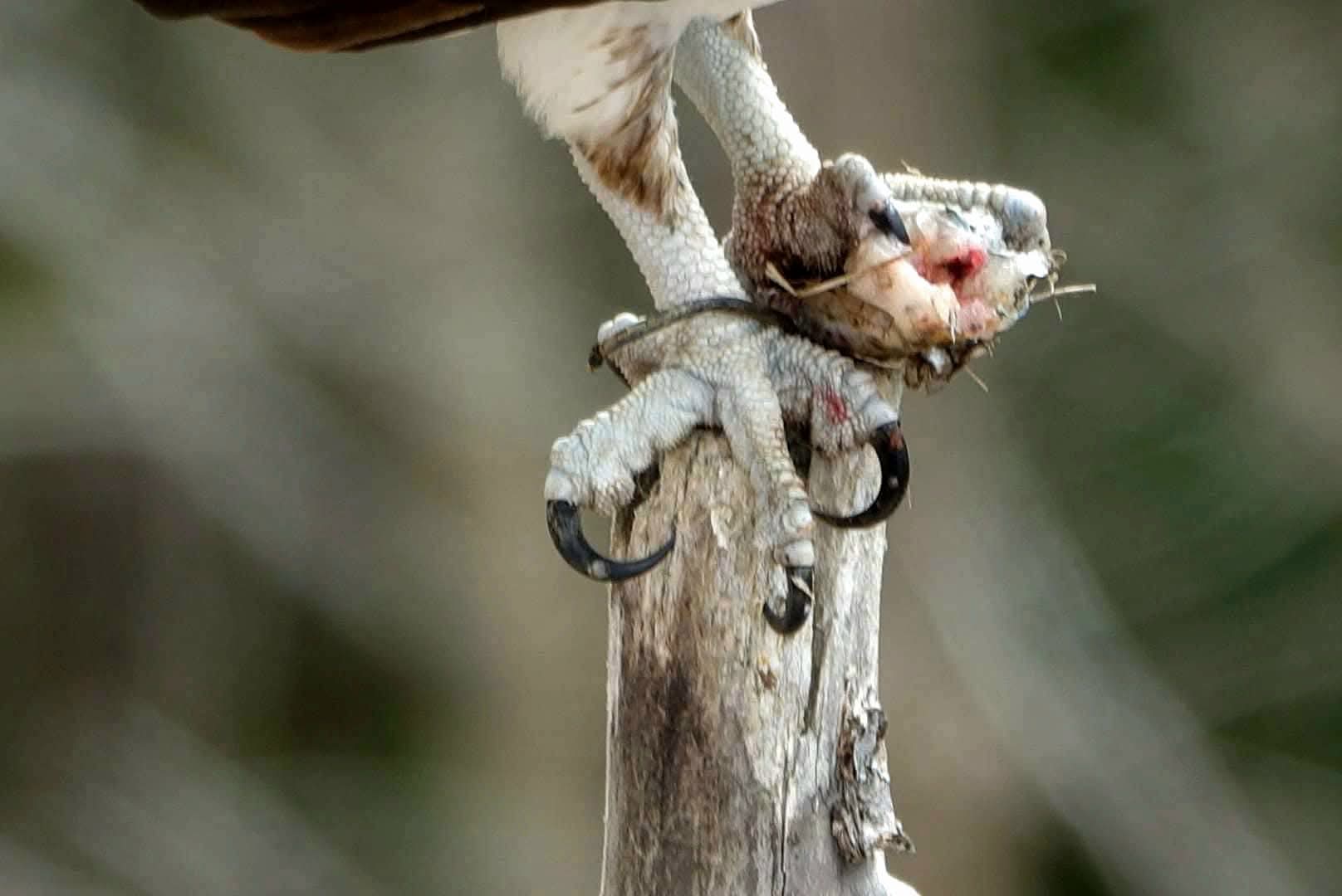 OSPREY FUN FACT FRIDAY
