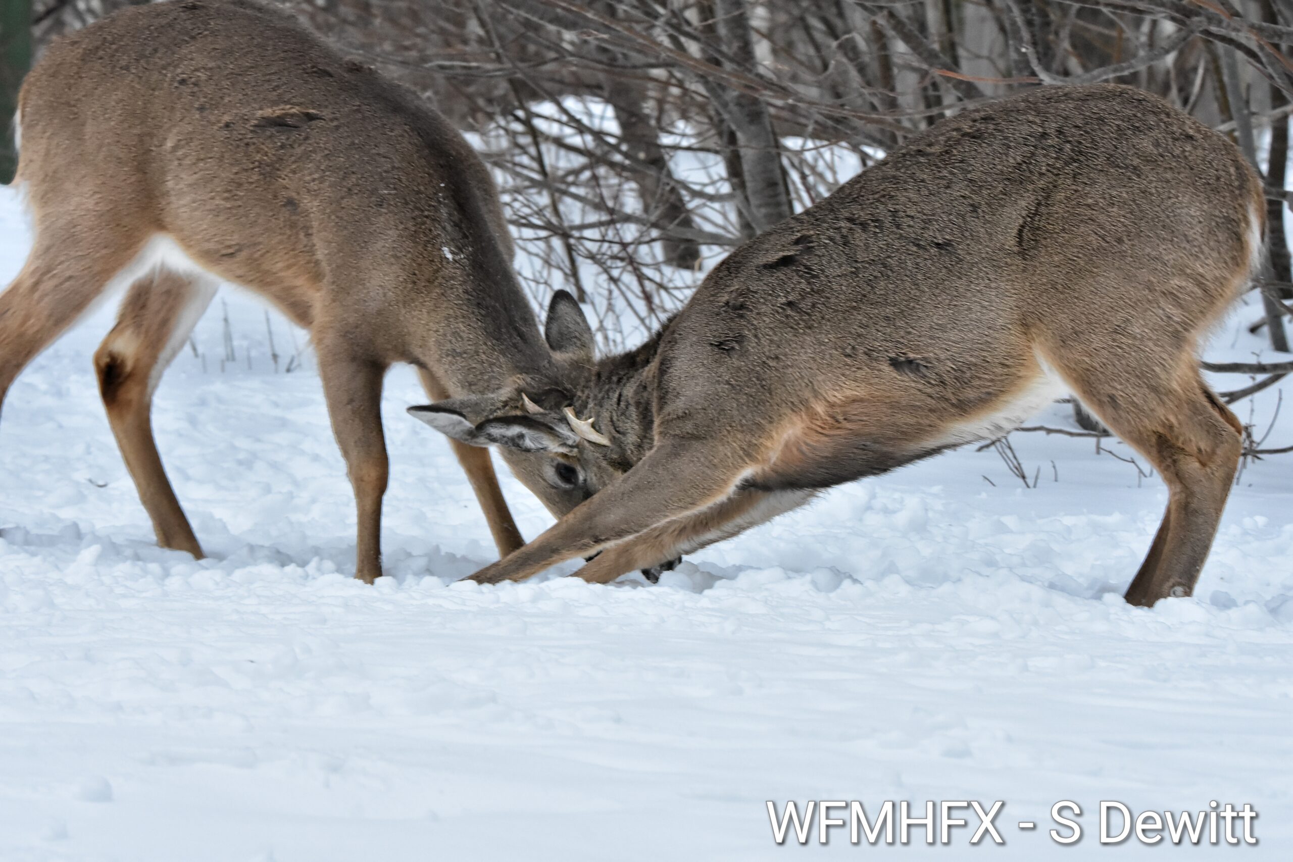 Todays weather for the Halifax area