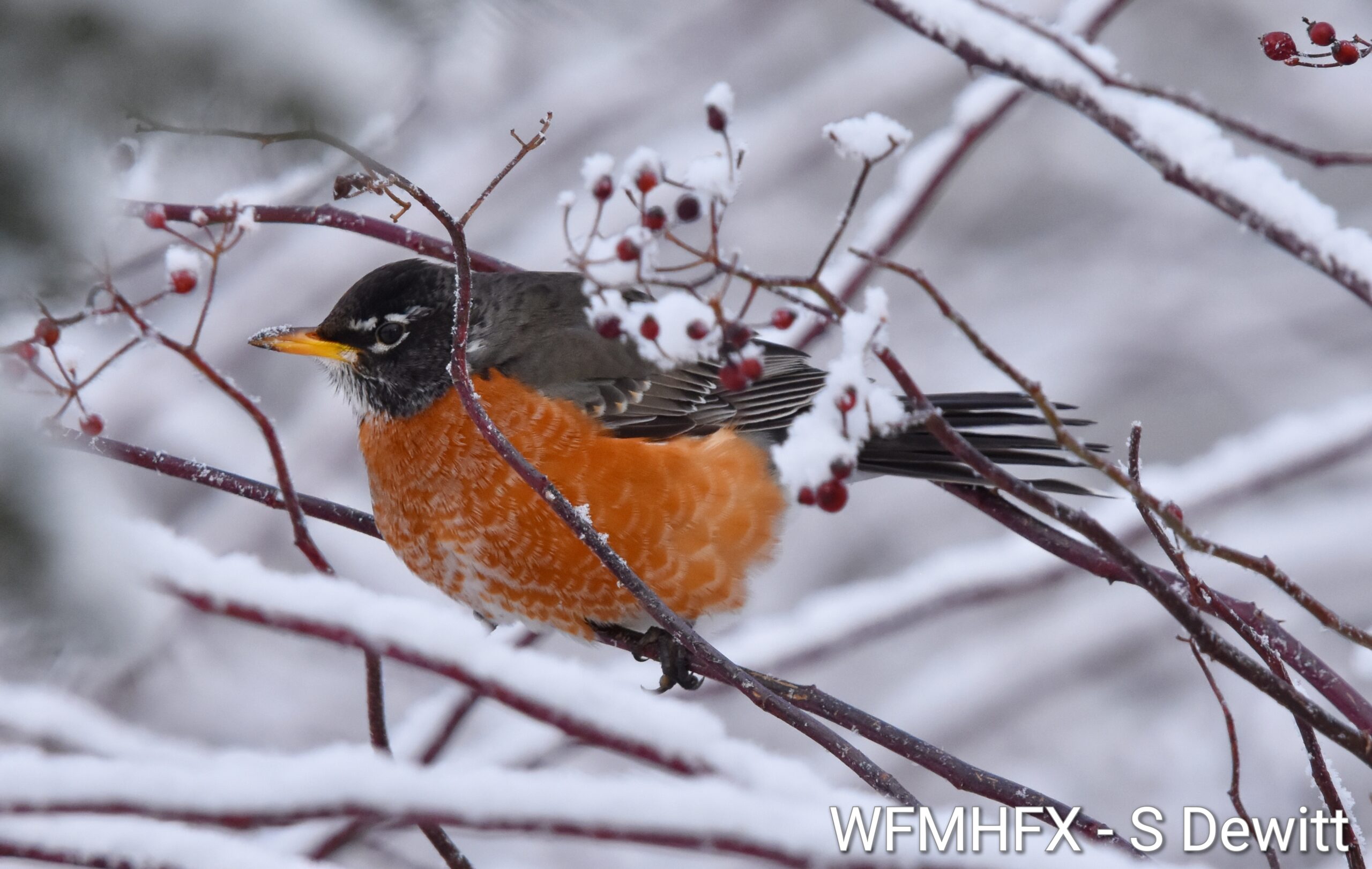 Storm impacts on municipal services | Thursday, Feb. 12, 7 a.m.