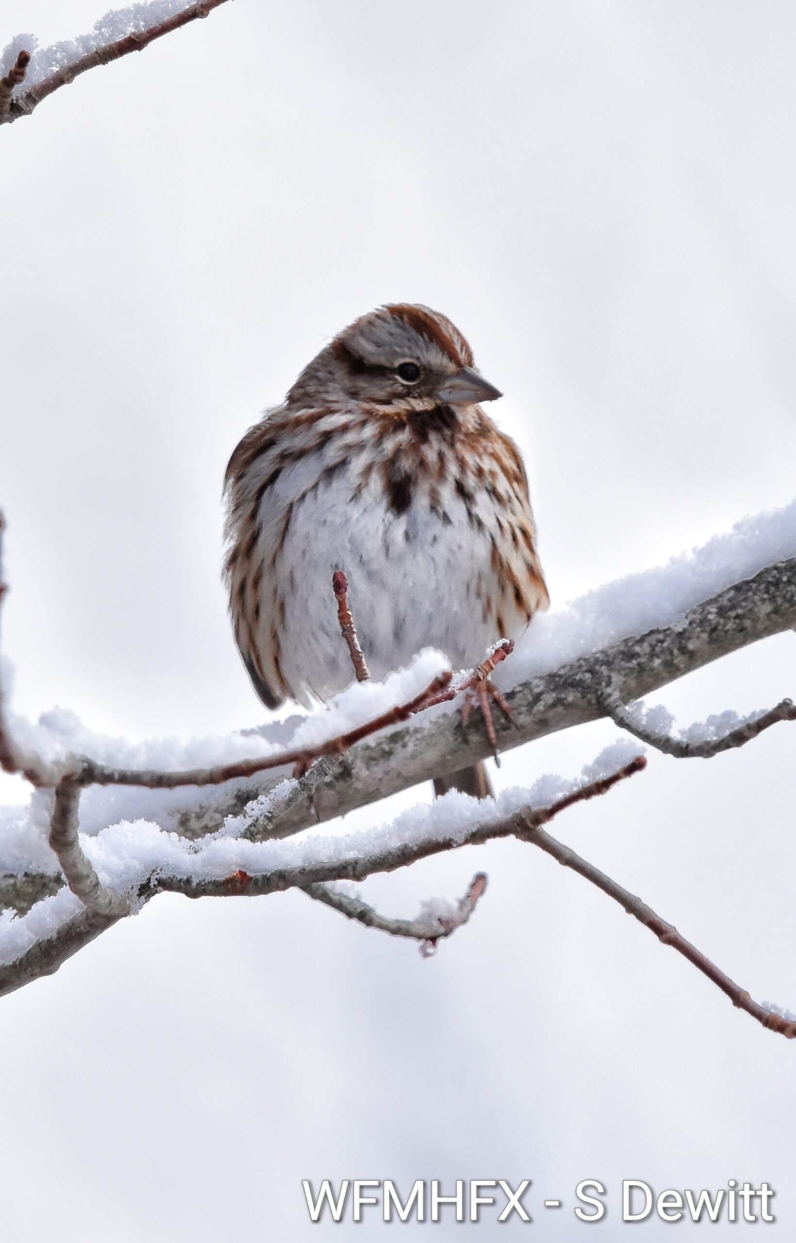 Storm impacts on municipal services | Monday, Feb. 23