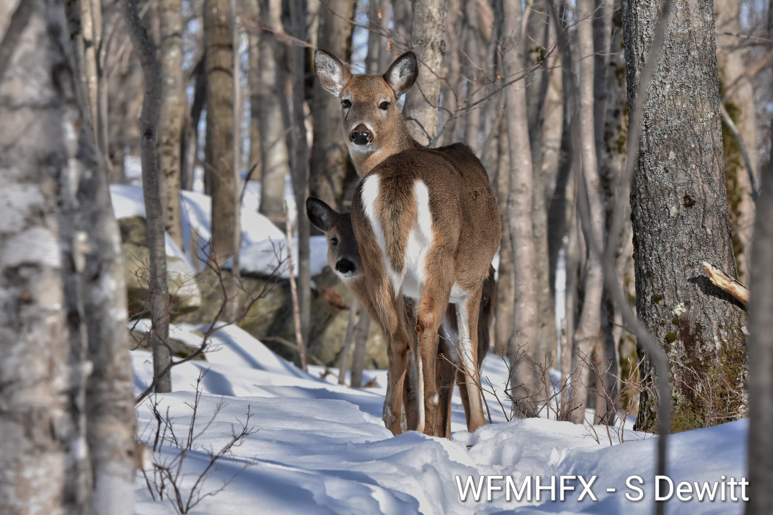 Todays weather for the Halifax area