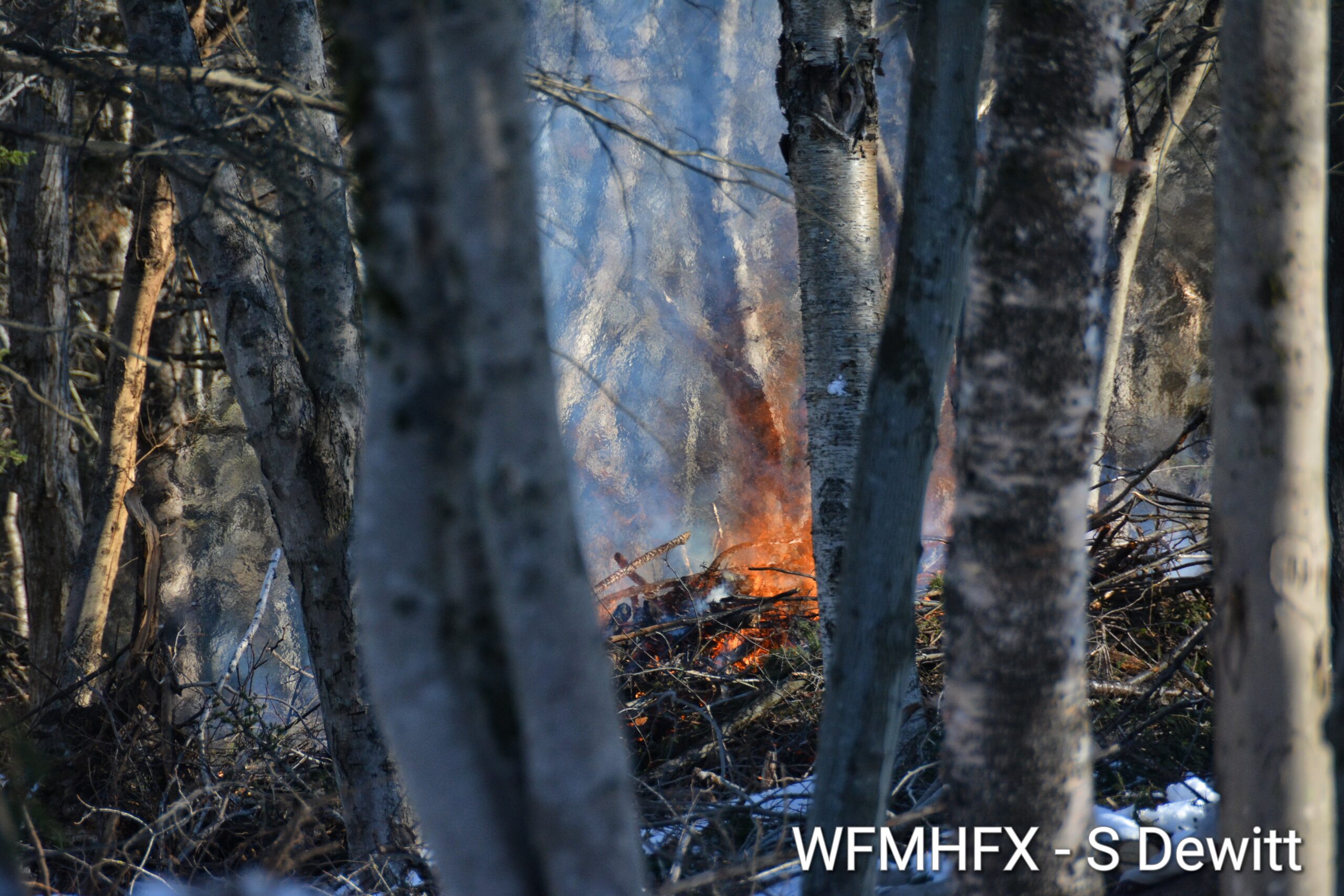 Brush burning smokes out Dartmouth neighbourhood