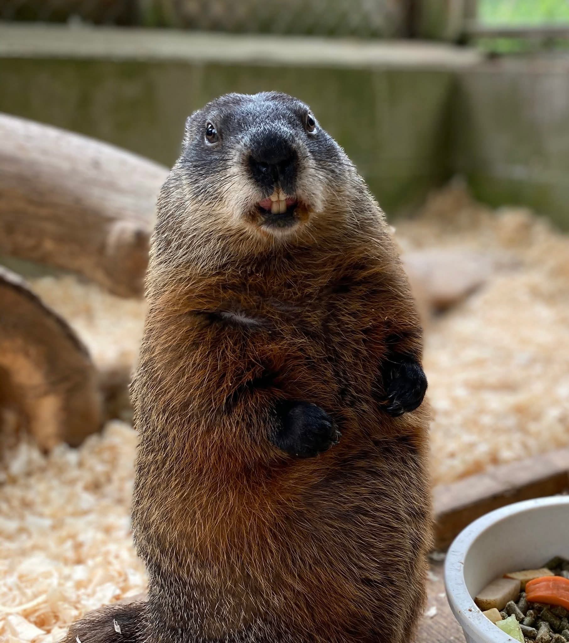 By default, Shubenacadie Sam does not see shadow!