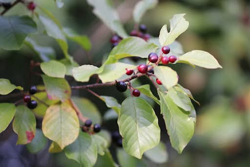 Do you recognize this invasive plant?