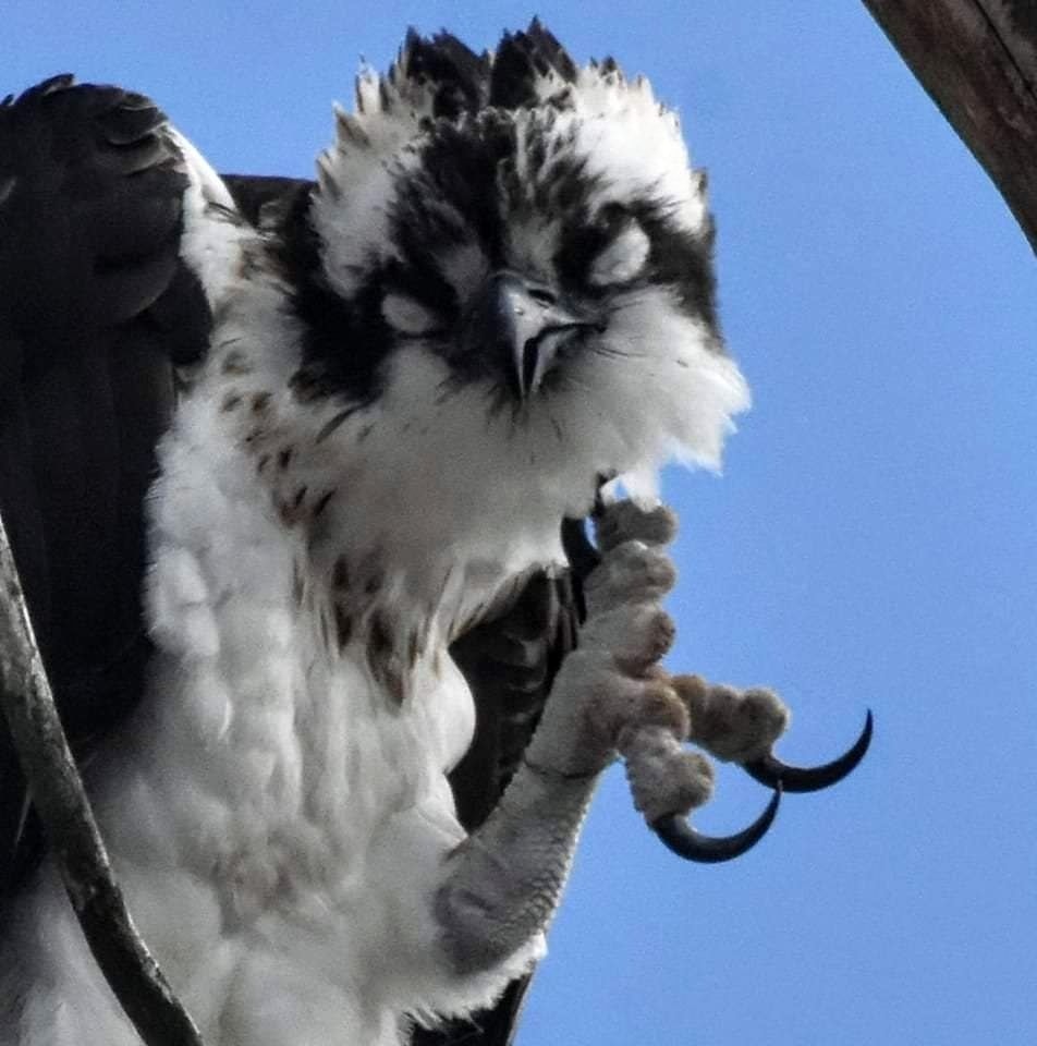 OSPREY FUN FACT FRIDAY