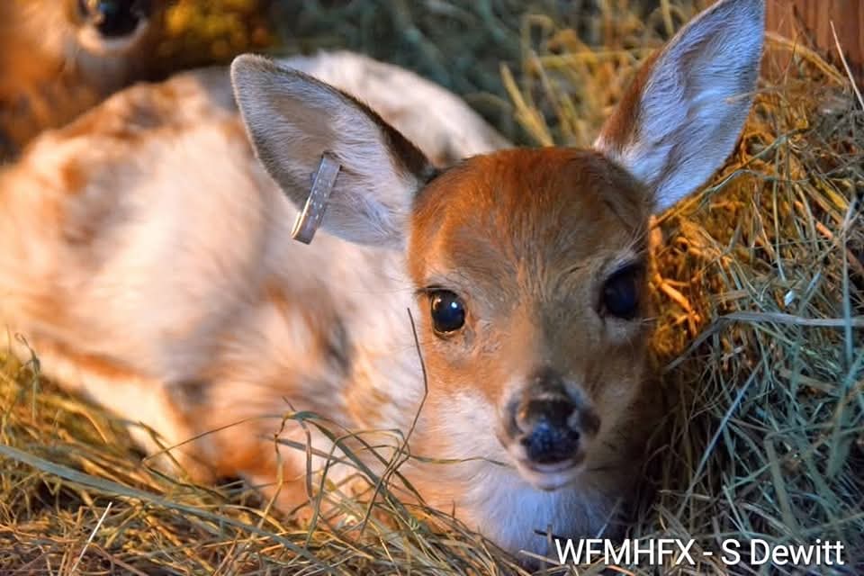 Report an injured or orphaned animal to Hope for Wildlife (any time of year!)
