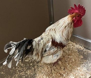 Found pets currently in the care of Halifax Animal Services