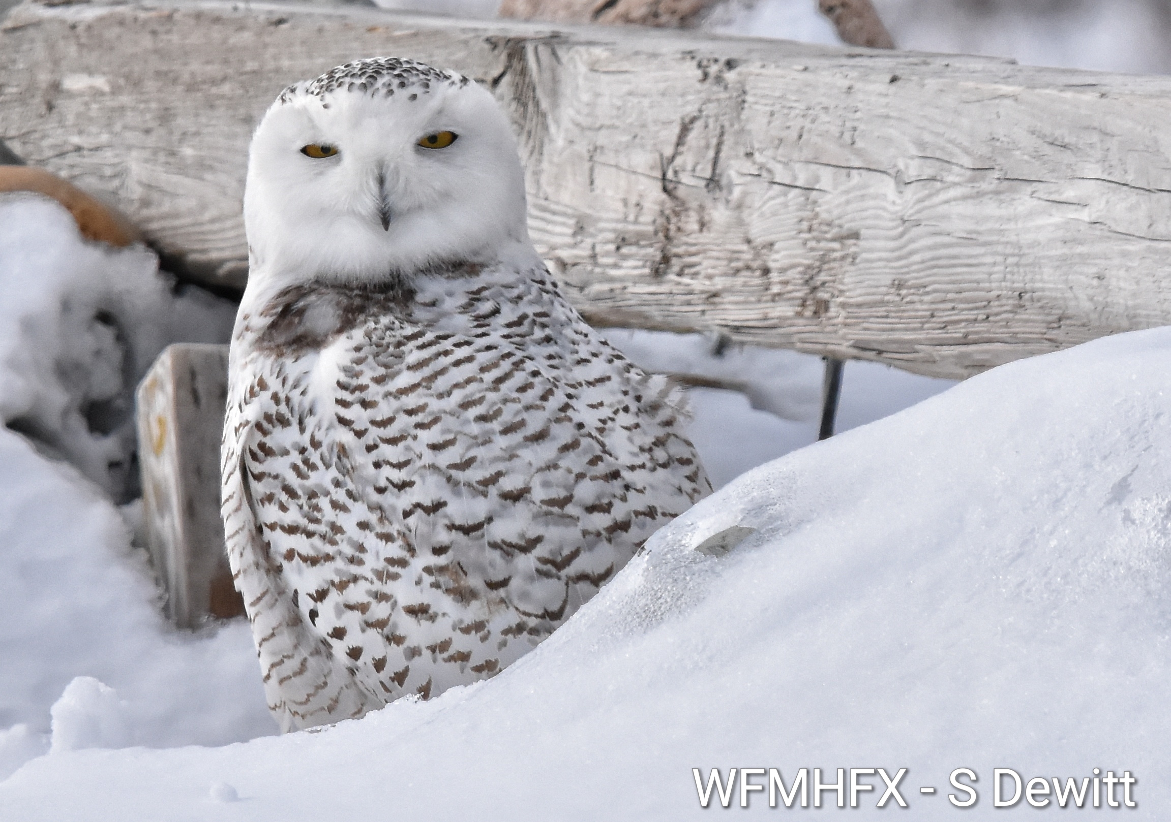 DYK? Today is World Wildlife Day!