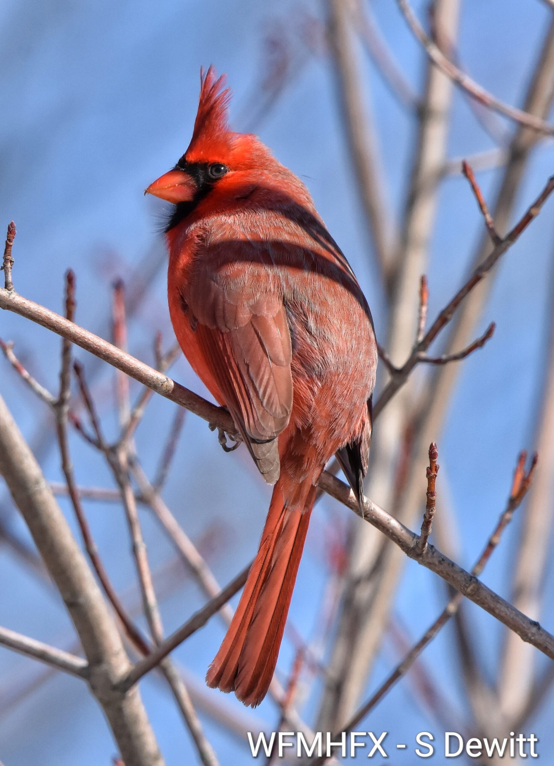 Halifax lives up to its reputation as the city of trees, but did you know that current design guidelines don’t include recommendations for wildlife-friendly shrubs or other plants?
