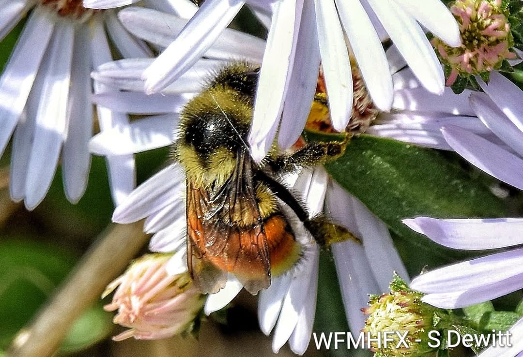 The Halifax Regional Municipality has received Bee City status, as designated by Bee City Canada