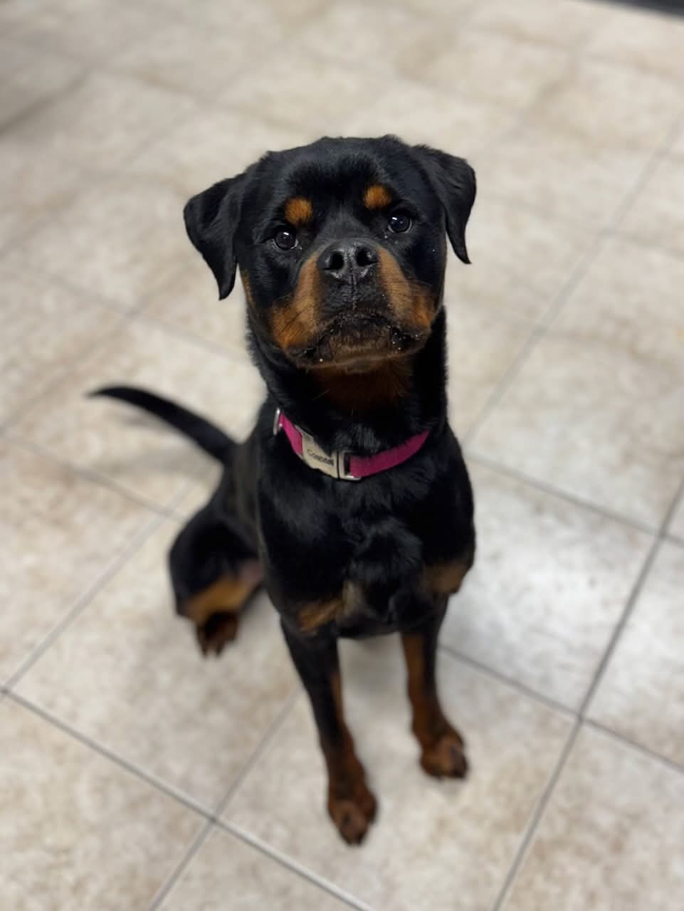 NS SPCA Adoptable - Kaya