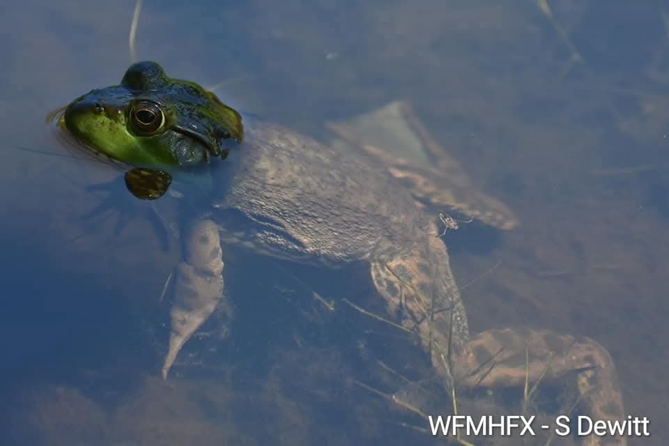 Happy World Frog Day!