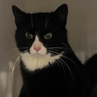 NS SPCA - We’re looking for Working Cat Adopters! What do we mean?