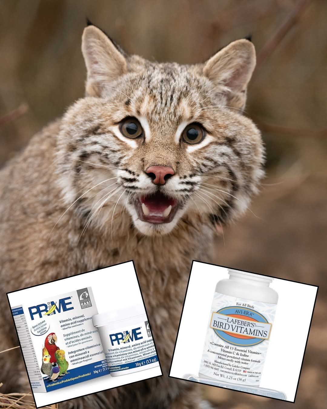 HFW kitchen staff have reached out to me to see if some of you would like to help us stock up on bird supplements