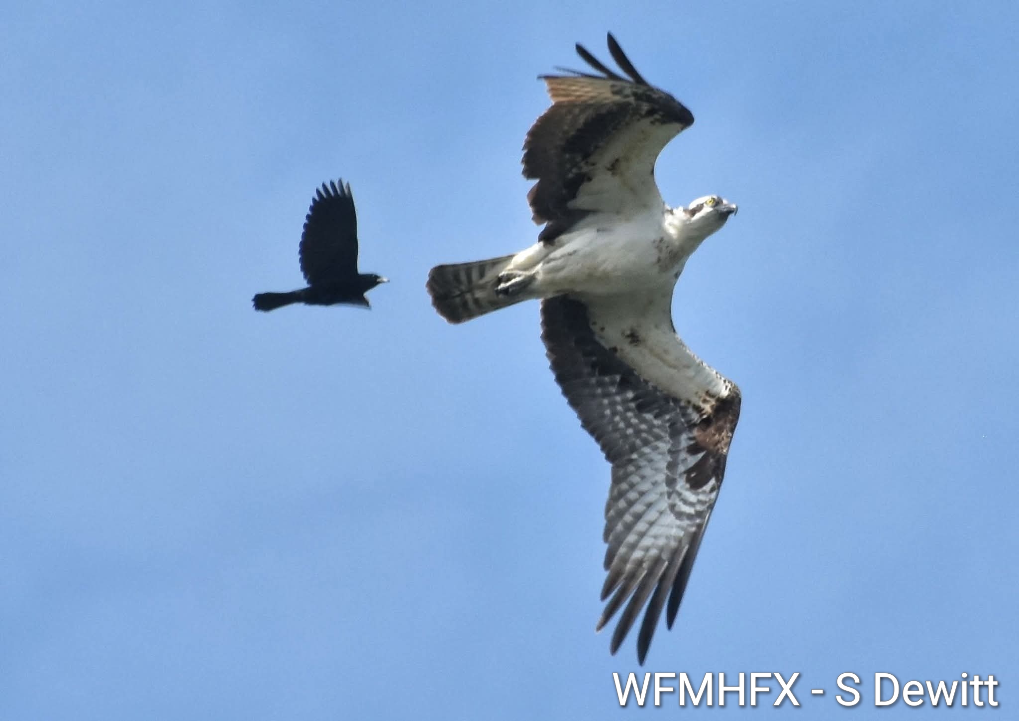 OSPREY FUN FACT FRIDAY via Osprey of Nova Scotia 
