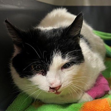 Found pets currently in the care of Halifax Animal Services