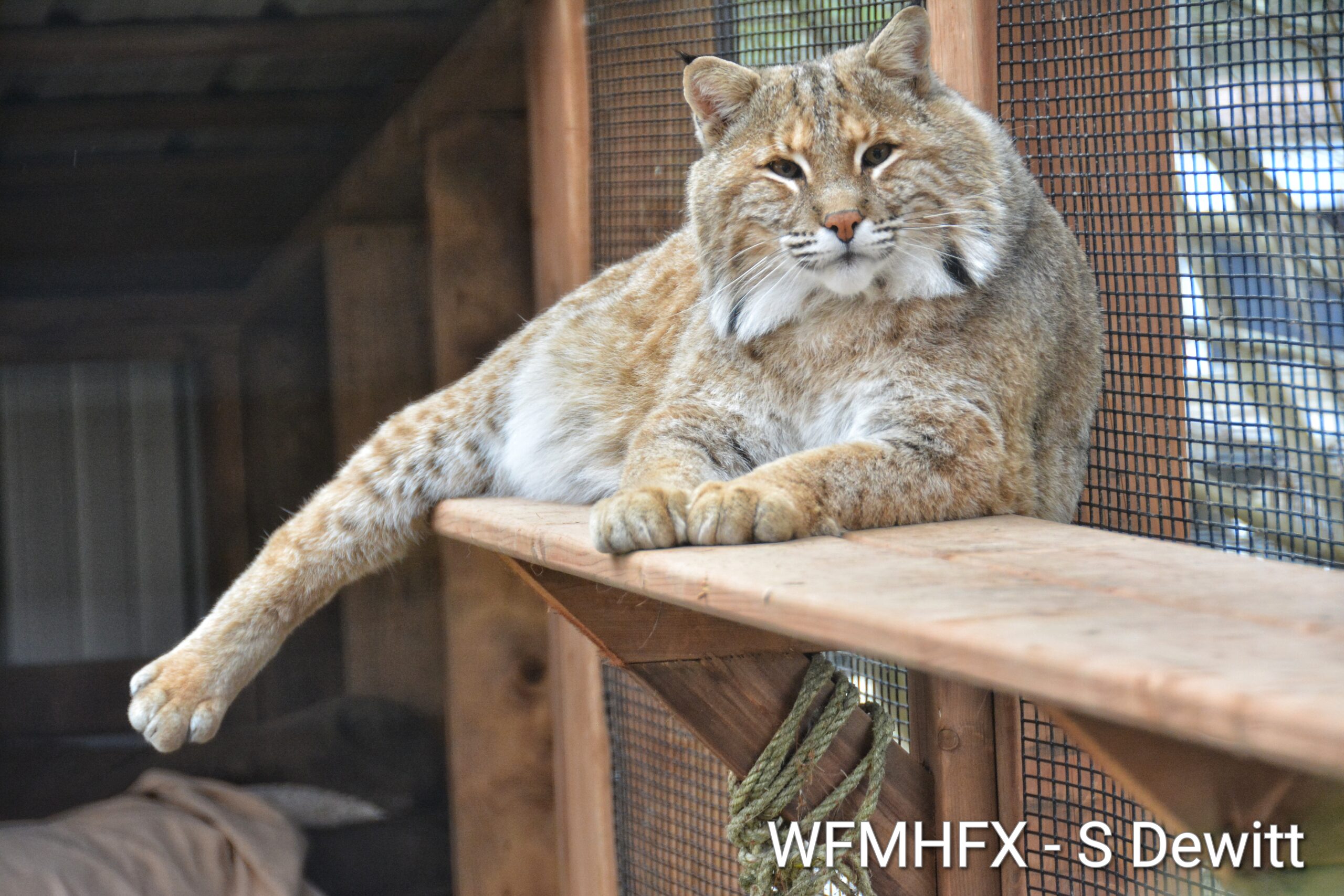 In photos – Educational open house at Hope for Wildlife! (and when you can visit too!)