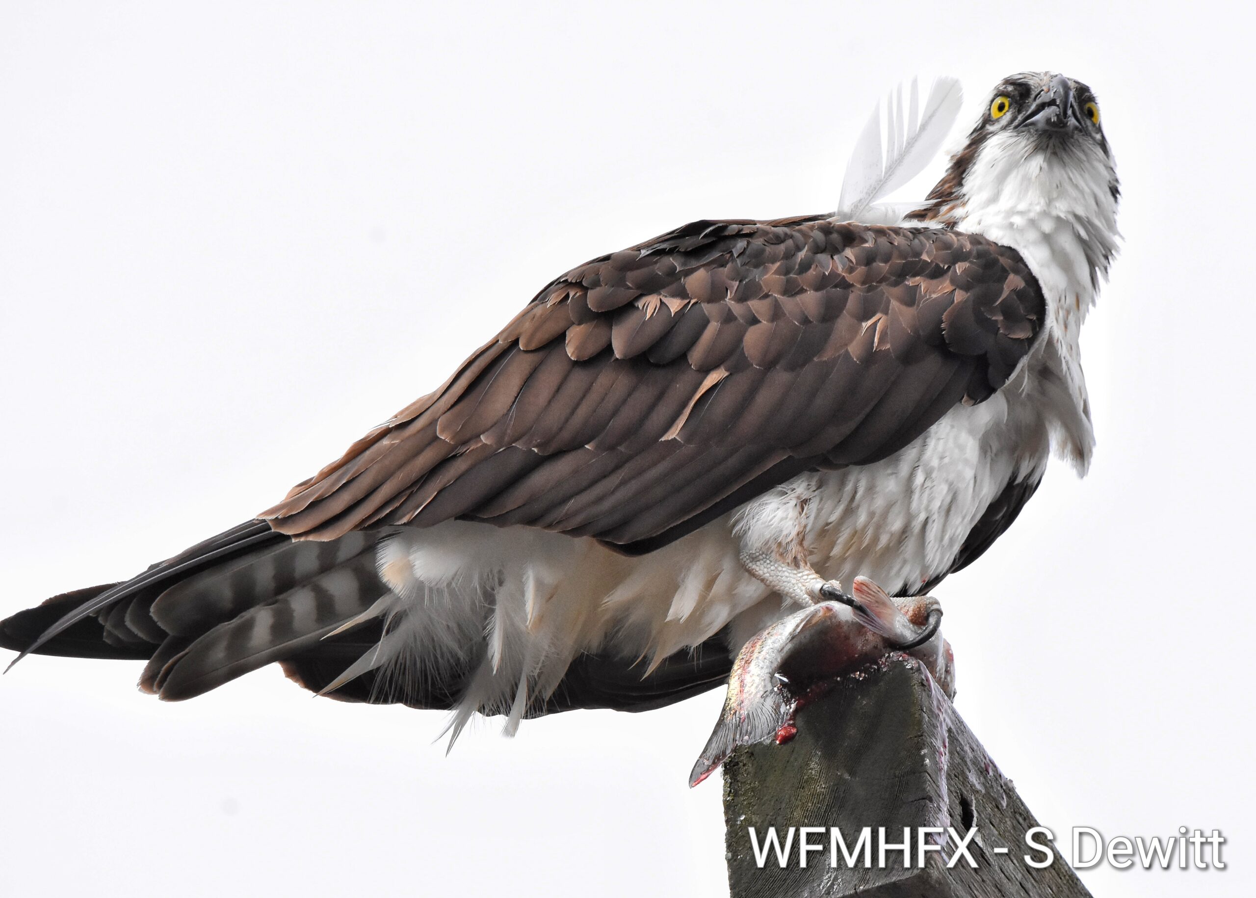 Speak of the devil!  Osprey are coming back to NS, 
