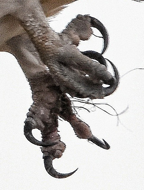 A big crop, but check out those fishing hooks!