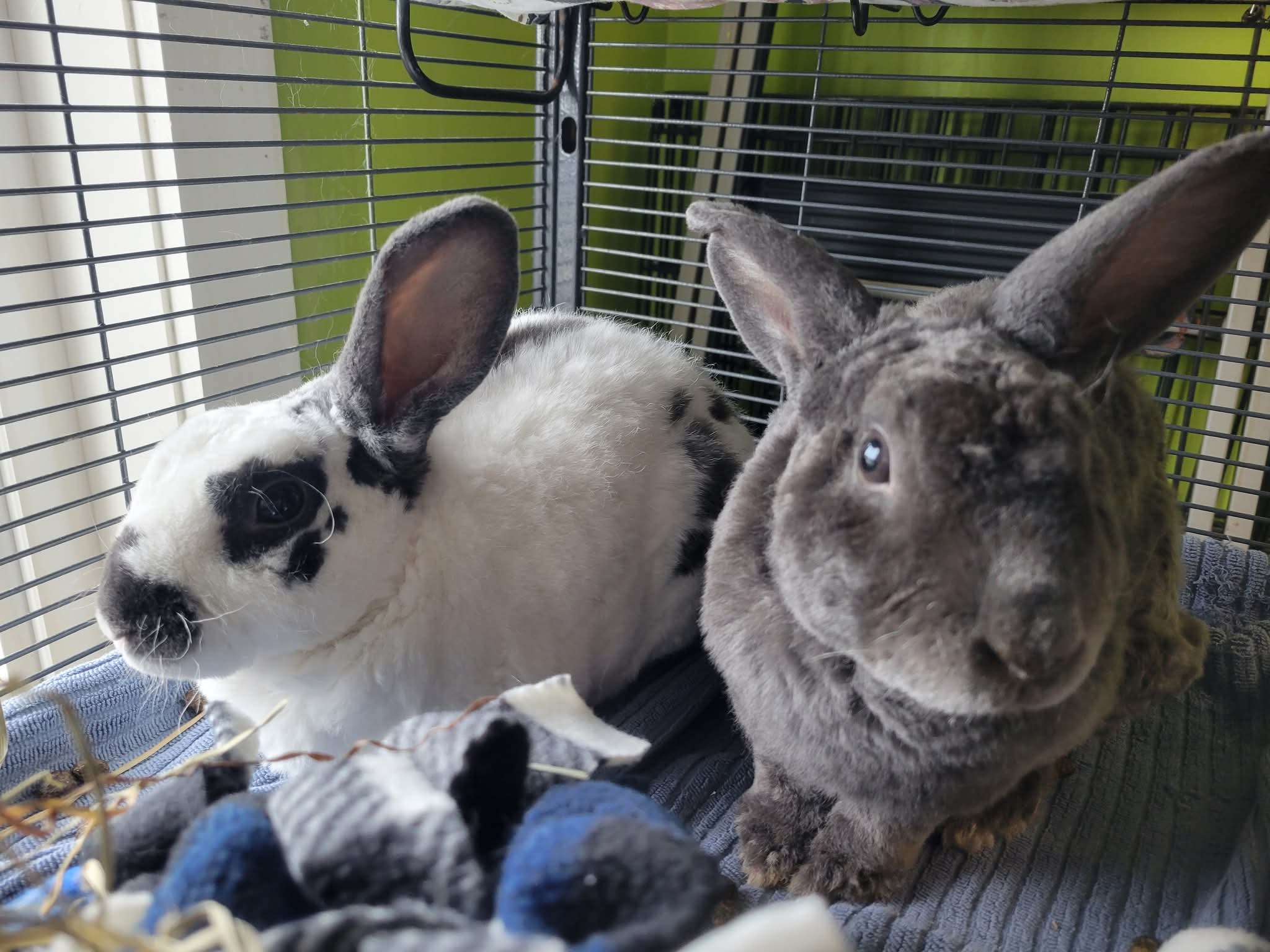NS SPCA Adoptables - Raspberry and Lemon