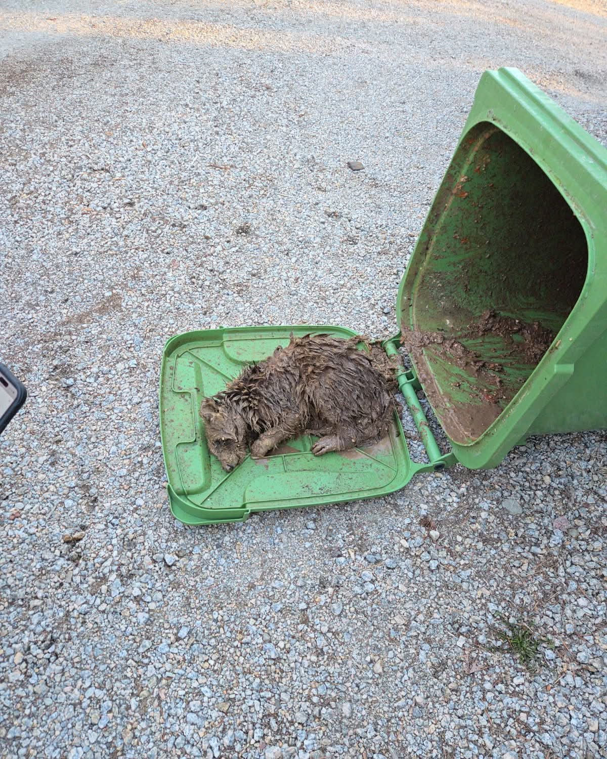 Things didn't end well for this poor raccoon who got trapped inside a green bin when he was looking for a snack