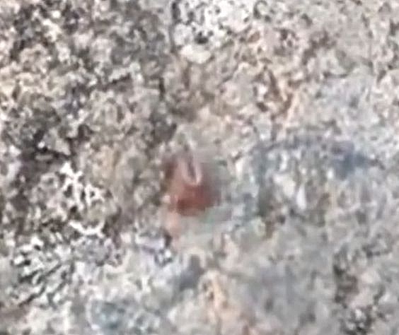 Ticks are making their seasonal ‘return’—but in reality, they never truly clocked out
