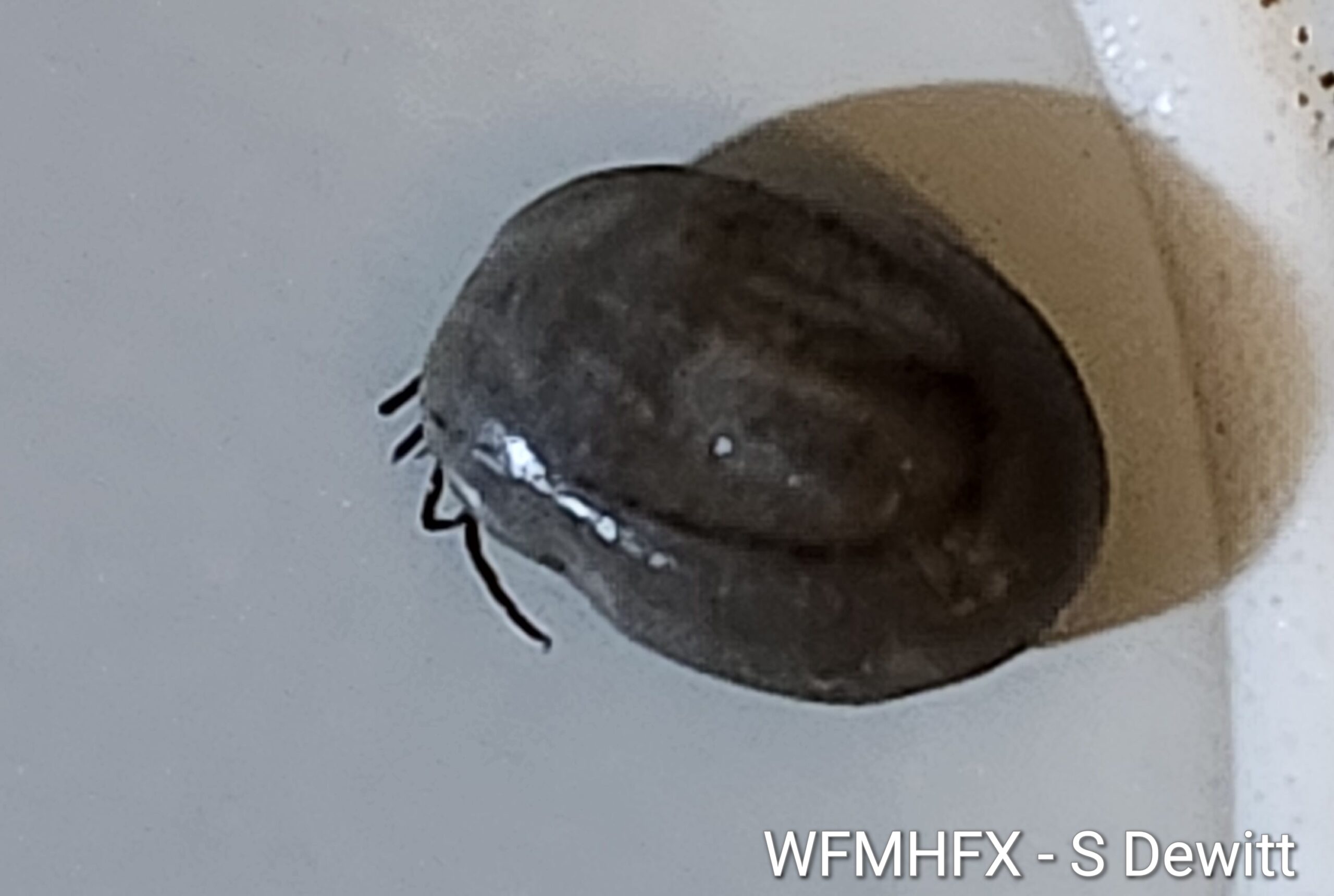 Tick Checks Should be Part of Routine 