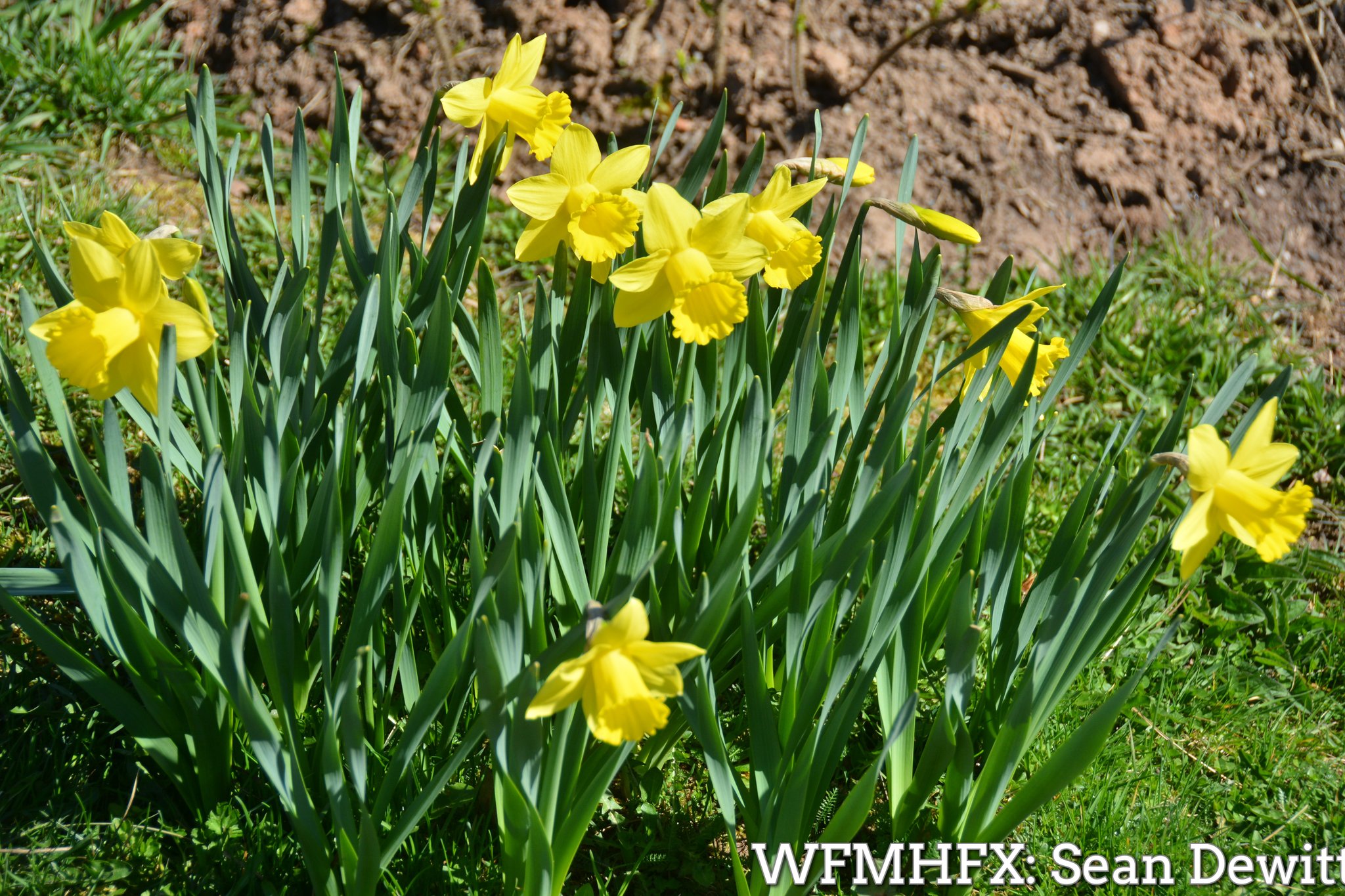 DAFFODIL GARDEN FOR CANCER SURVIVORS