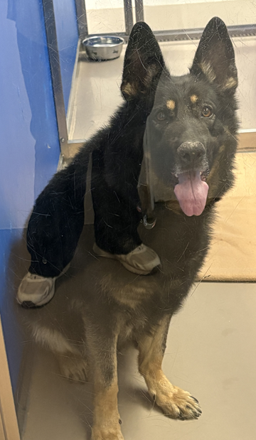 Found pets currently in the care of Halifax Animal Services